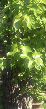 Osage Orange Leaf